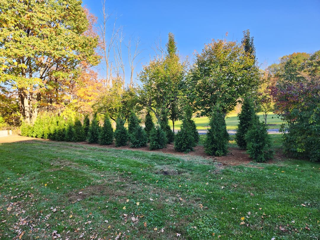Row of evergreen trees lined along a green lawn under a clear blue sky in autumn.