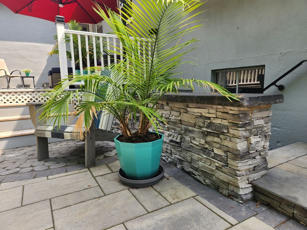 Potted palm tree near a stone bar on a patio with outdoor furniture and a red umbrella.