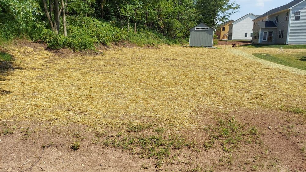 Cleared backyard area with straw mulch and storage shed, surrounded by greenery and homes.