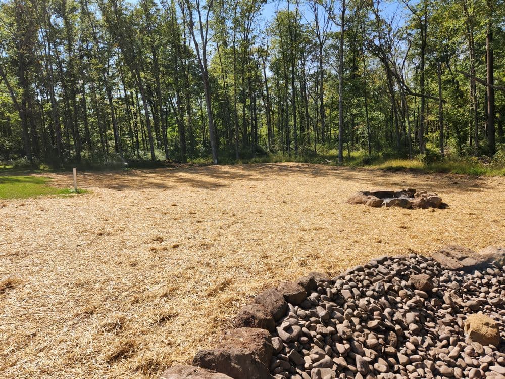 Cleared forest area with straw covering and fire pit surrounded by rocks, sunny day.