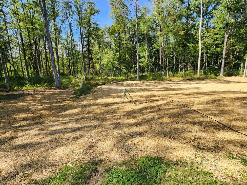 Cleared forest area with straw covering, surrounded by trees under a clear blue sky.